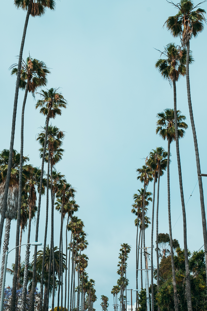 Palm Tree Lined Street In Santa Monica California at a Low Angle View