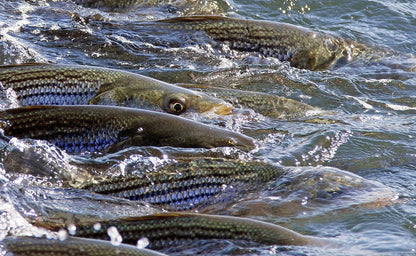 cortland_cold_salt_series_striped_bass_blitz_fly_line_4