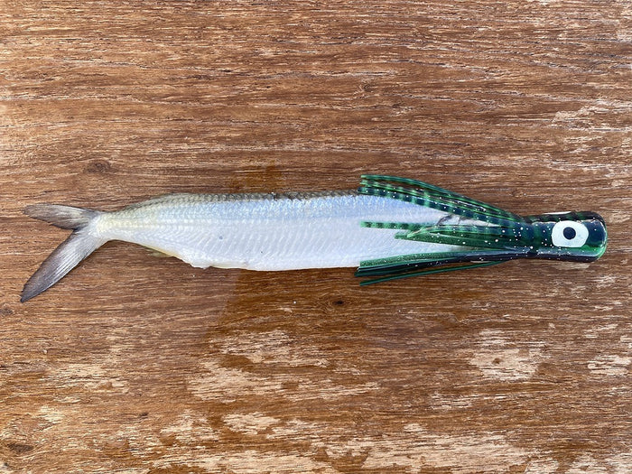 Medium Chugger / Black/Green