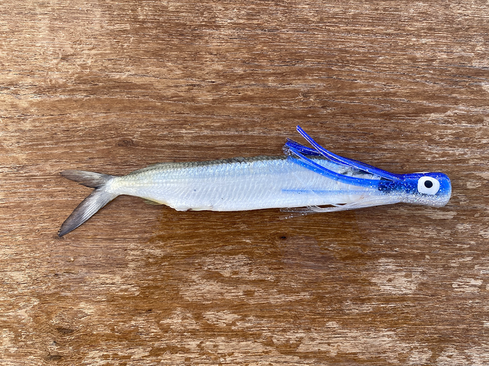 Fish Downsea - Chugger Heads