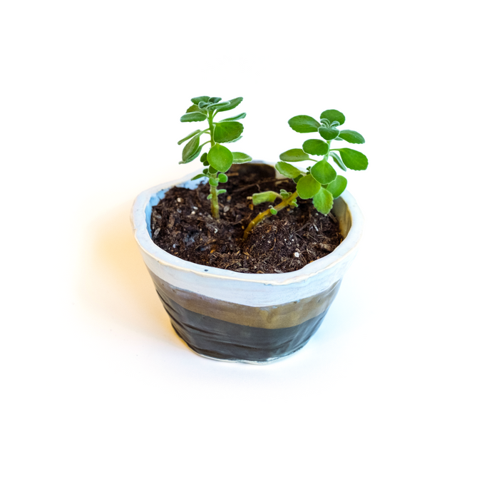 Tricolor Planter