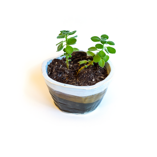 Tricolor Planter