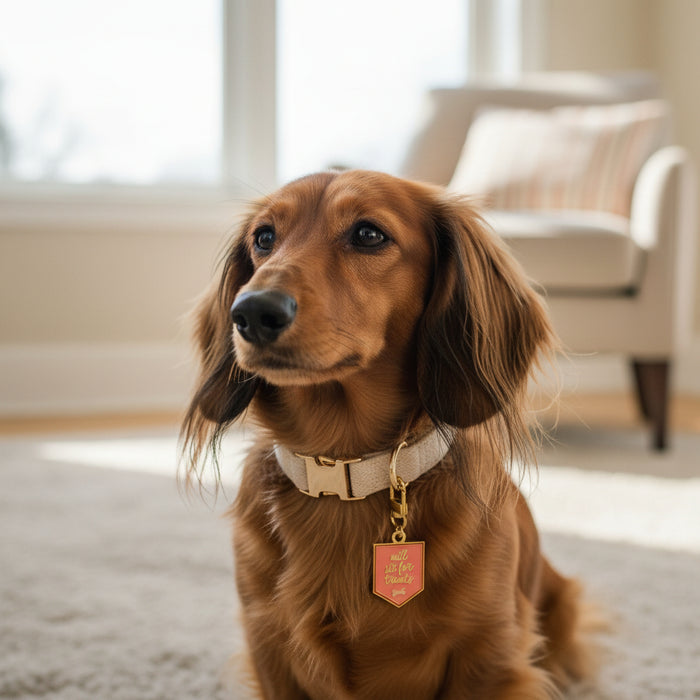 A long-haired brown dachshund wears The Darling Effect's "Will Sit for Treats Pawfect Collar Charm" on a white collar, sitting on a light carpet in a bright, cozy room with a window and an armchair in the background.